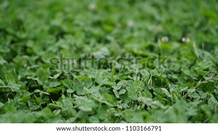 Green grass close up