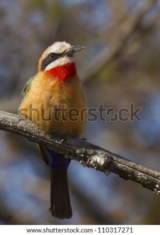 White fronted bee eater against a colorful background