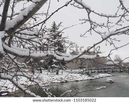 Snow on trees at the Truckee river in downtown Reno