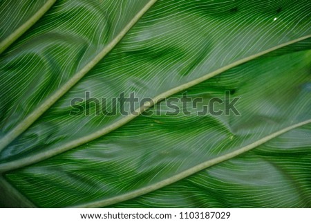 Detail of patterns and lines on a green leaf.