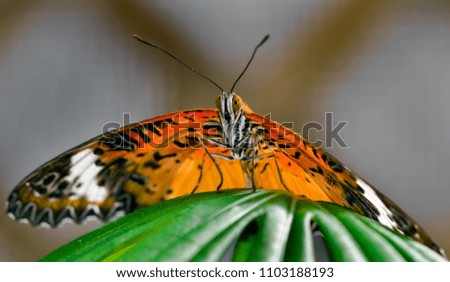 Orange Butterfly walking over the top of green leaf