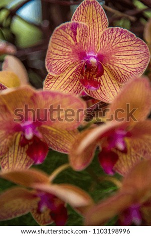 Colourful picture of Orchid