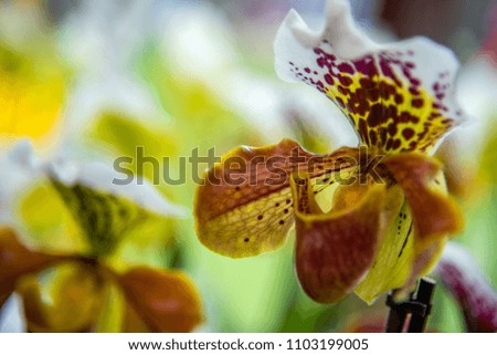 Colourful picture of Orchid