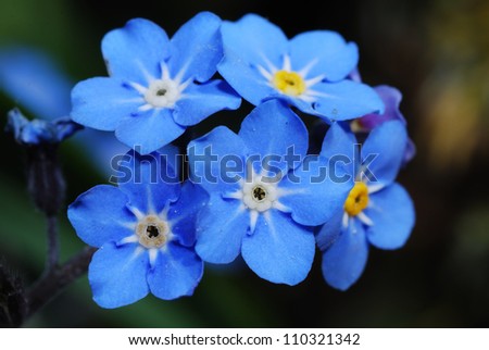 beautiful fresh blue forget-me-not flower close view Royalty-Free Stock Photo #110321342