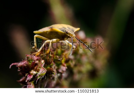 bug on wild grasses, evening, summer