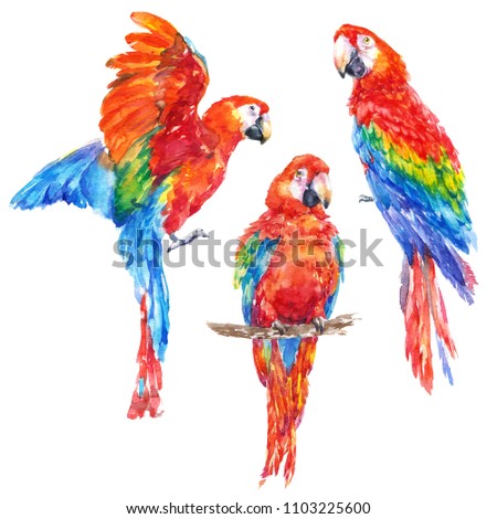 Parrot ara, colorful tropical bird collection set watercolor illustration on white background