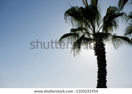 photo background with palm tree and blue sky         