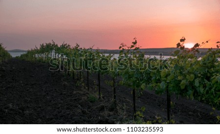 vineyards and a vine at sunset