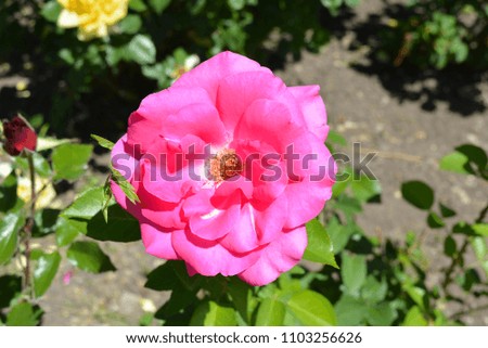 Huge rose flower blossom bud with rose petals of bright pink color among flowers and rose bushes
