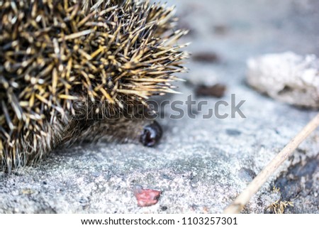 Hiding hedgehog macro sitting on concrete
