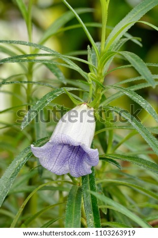 Nesocodon mauritianus 
Campanulaceae flower endemic to the island of Mauritius Royalty-Free Stock Photo #1103263919