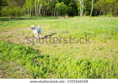 large white poodle running on the grass