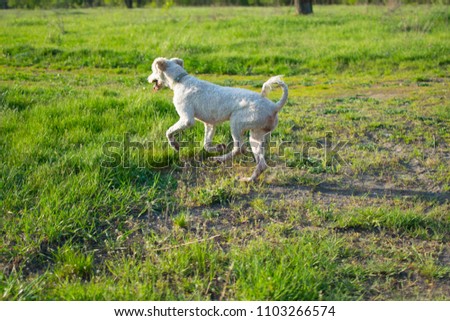 large white poodle running on the grass
