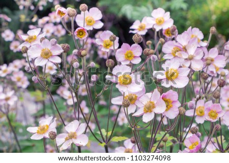 Anemone hupehensis. Commonly known as the Chinese anemone or Japanese anemone, thimbleweed, or windflower. Filled full frame picture. Floral natural delicate background. A lot of small pink flowers. Royalty-Free Stock Photo #1103274098