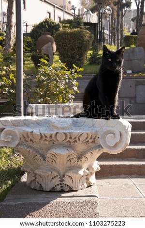 The black cat is sitting on the capital of ancient column alone in the park at sunny day 