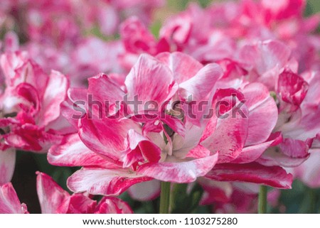 Blooming red and white tulips. Big buds of multicoloured tulips. Floral natural backdrop. Glad ornamental striped bicolour tulips filled picture. Unusual flowers, unlike the others. Shallow focus.