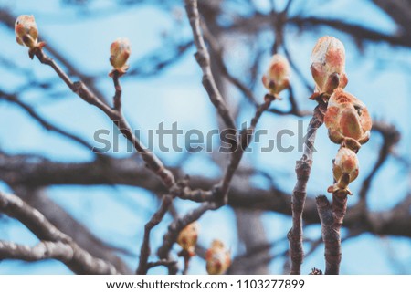 Buds of chestnut in spring. Young large buds on branches of chestnut tree against blue sky under the bright sun. Beautiful Fresh spring Natural background. Sunny day. Filled full frame picture.