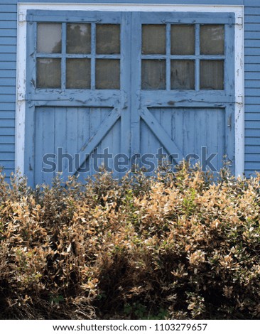 Cool blue rusticdoors with white bushes in front. The doors have old windows in it. In vertical format. 