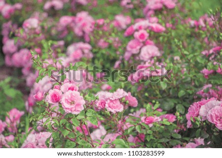 Lovely pink climbing roses. Ornamental red and pink roses filled picture. Retro pink roses in garden. Big bush of beautiful climbing small flowers with green leaves. lot of little velvet roses fringed