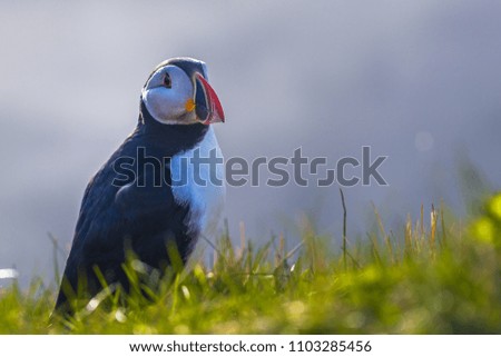 Wild Puffin bird in Dyrholaey, Iceland