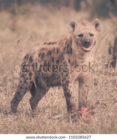 Hyena eating, South Africa
