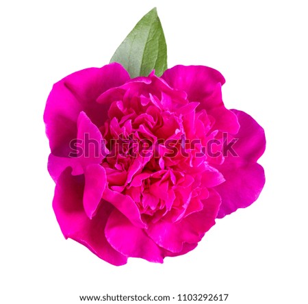 Peony isolated on a white background