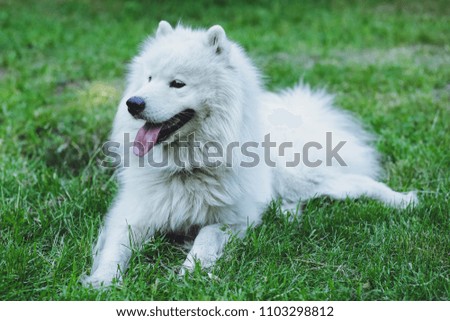 Beautiful dog Samoyed in the park