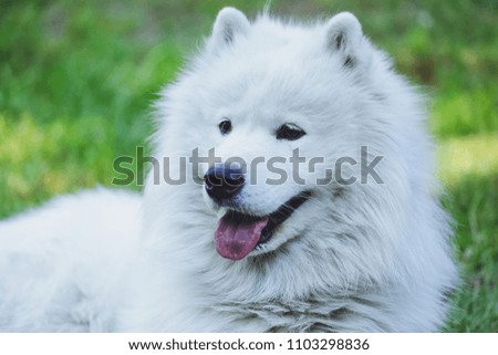 Beautiful dog Samoyed in the park