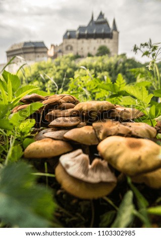 castle and mushrooms