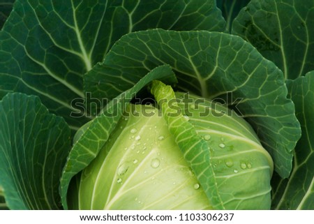 Close up photo of fresh cabbage from farm, Vegetarian food concept.