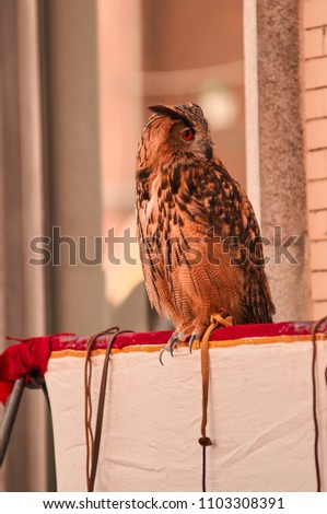 Very nice photo of owl looking sideways