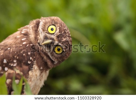 Funny Burrowing owl Athene cunicularia tilts its head outside its burrow on Marco Island, Florida Royalty-Free Stock Photo #1103328920