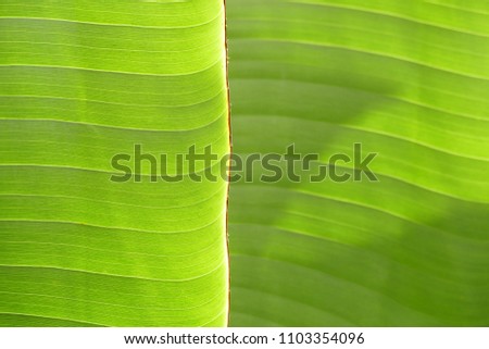 Photo decor Palm leaf back ground