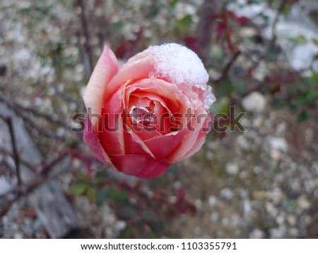 Red rose flower partly covered with snow  in winter. Taken at Parc de l'île Saint-Germain, Issy les moulineaux, France