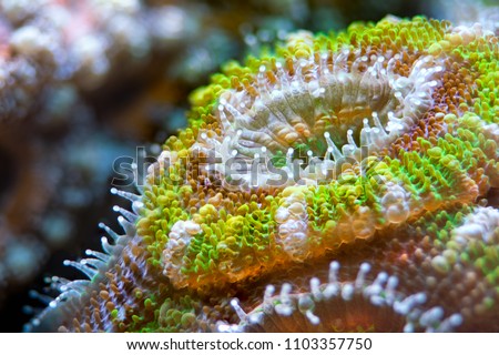 Neon green yellow acan coral Royalty-Free Stock Photo #1103357750