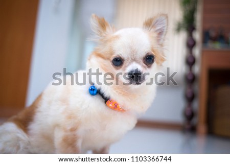Cute chihuahua dog with blur background.