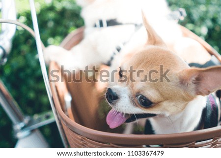 Chihuahua dog with blur background