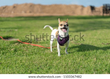 Chihuahua dog with blur background