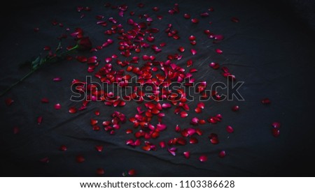 Roses Background, Red Rose ,Floor covered with deep red , women's day concept