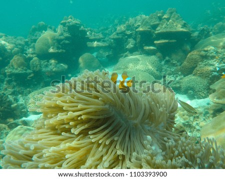 Clown fish and sea anemone underwater in Ko Lipe, Satun, Thailand