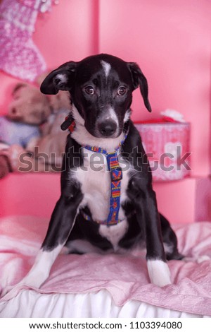 sad puppy with a cross on a pink background (a PR photo for an annex from a shelter)