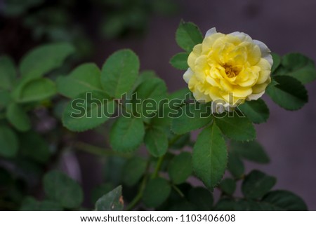 Natural flower background. Amazing view of yellow rose flowers blooming in the garden under the sunlight at the middle of summer day.