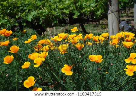 California Poppies Blooming in a Vineyard. Grass Valley, CA
