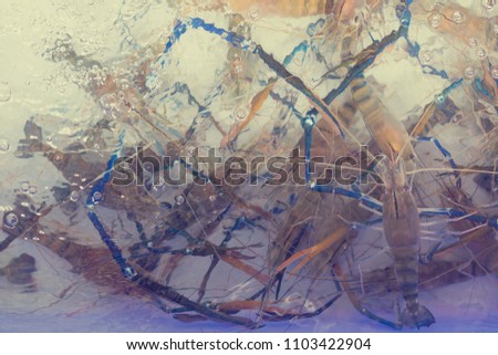 Blurry of river prawns under water.