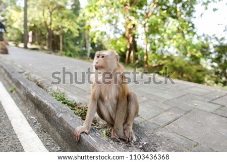 Little nice monkey sitting on road in India. Concept of asian fauna and exotic place.