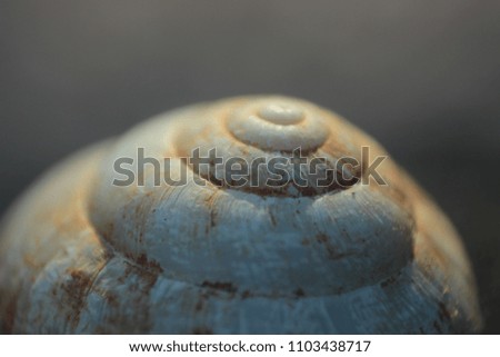 zooming closeup of a shell texture