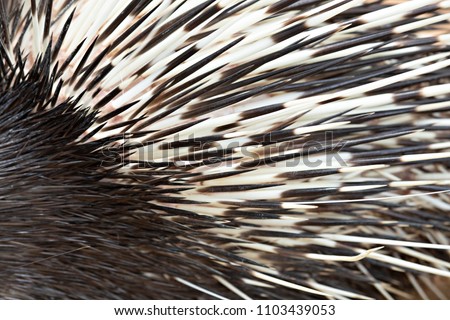 Porcupine needle. Hedgehog texture close up shoot
