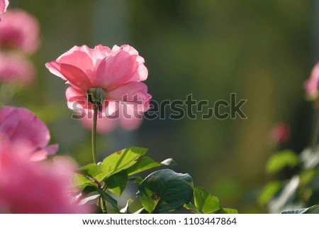 rose in sunlight, pink, radiant and lovely color, elegant shape
