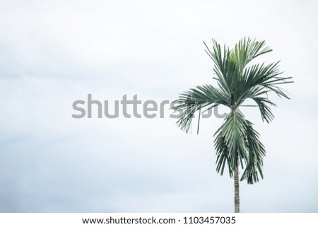 coconut tree alon whtie sky background