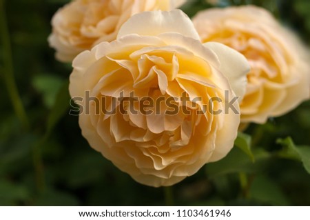Yellow roses on a bush in a summer garden. Close-up of garden rose in the summer sunny day.